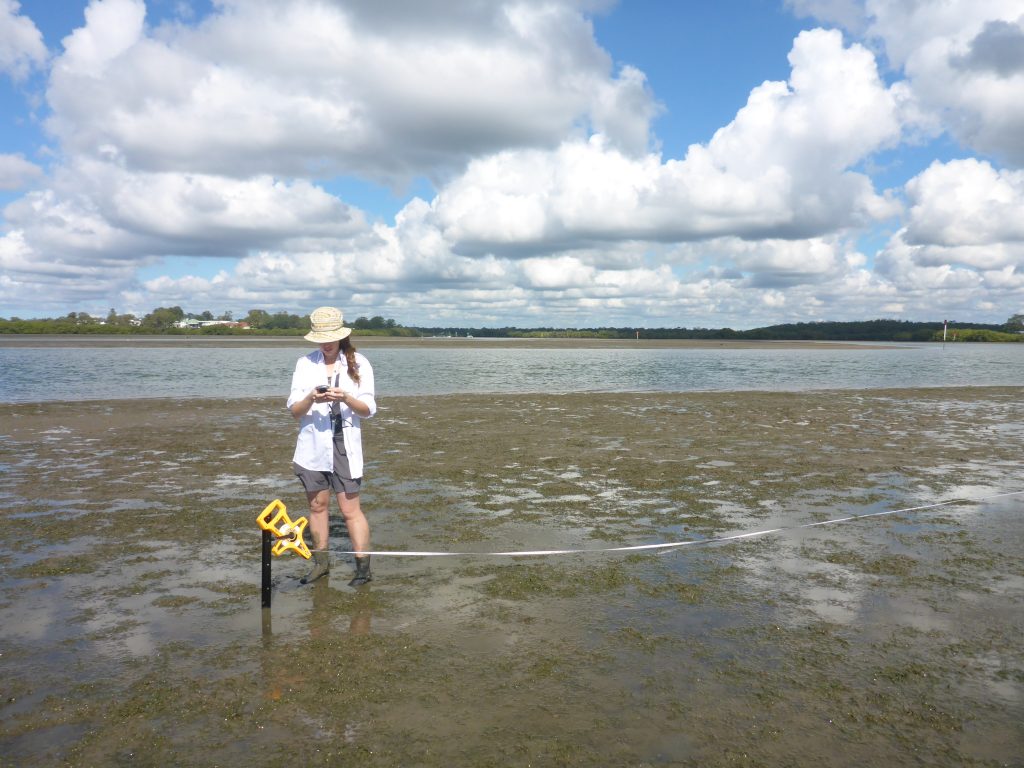 Seagrass Transect Data, South-East Queensland