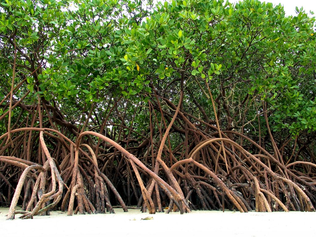 Nature-based Solutions for Coastal Protection